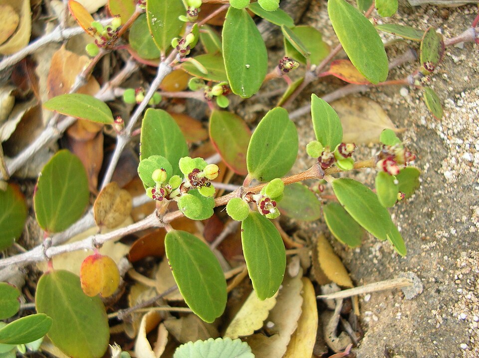 Chamaesyce sp