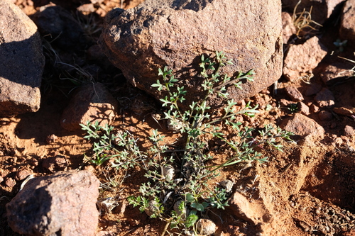 Chamarea longipedicellata — photo