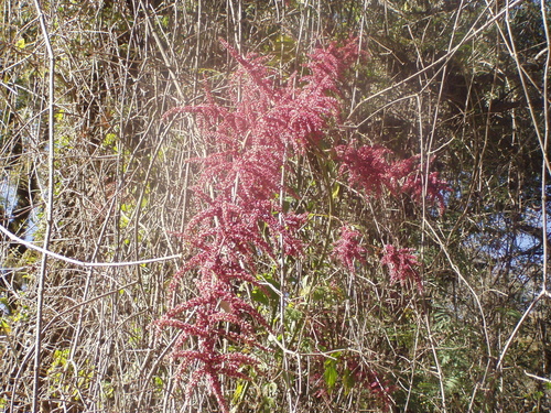 Chamissoa altissima (False chaff flower) — photo