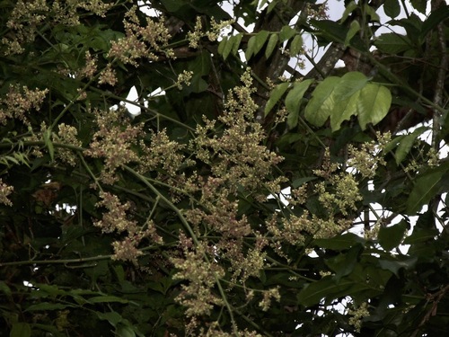 Chamissoa altissima