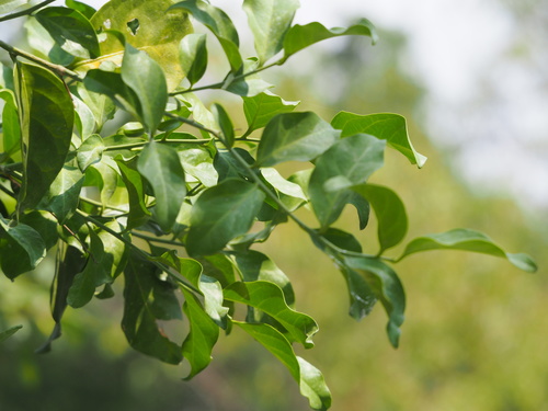 Champereia manillana (False olive) — photo