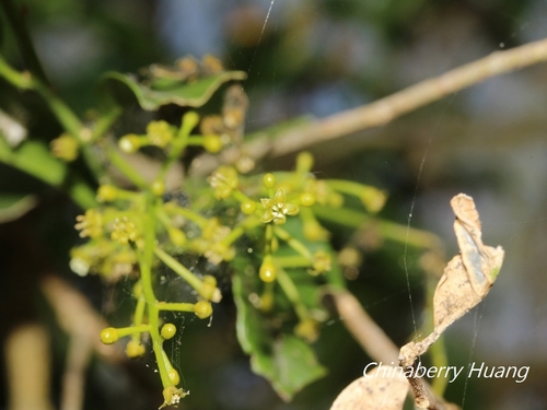 Champereia manillana (False olive) — photo
