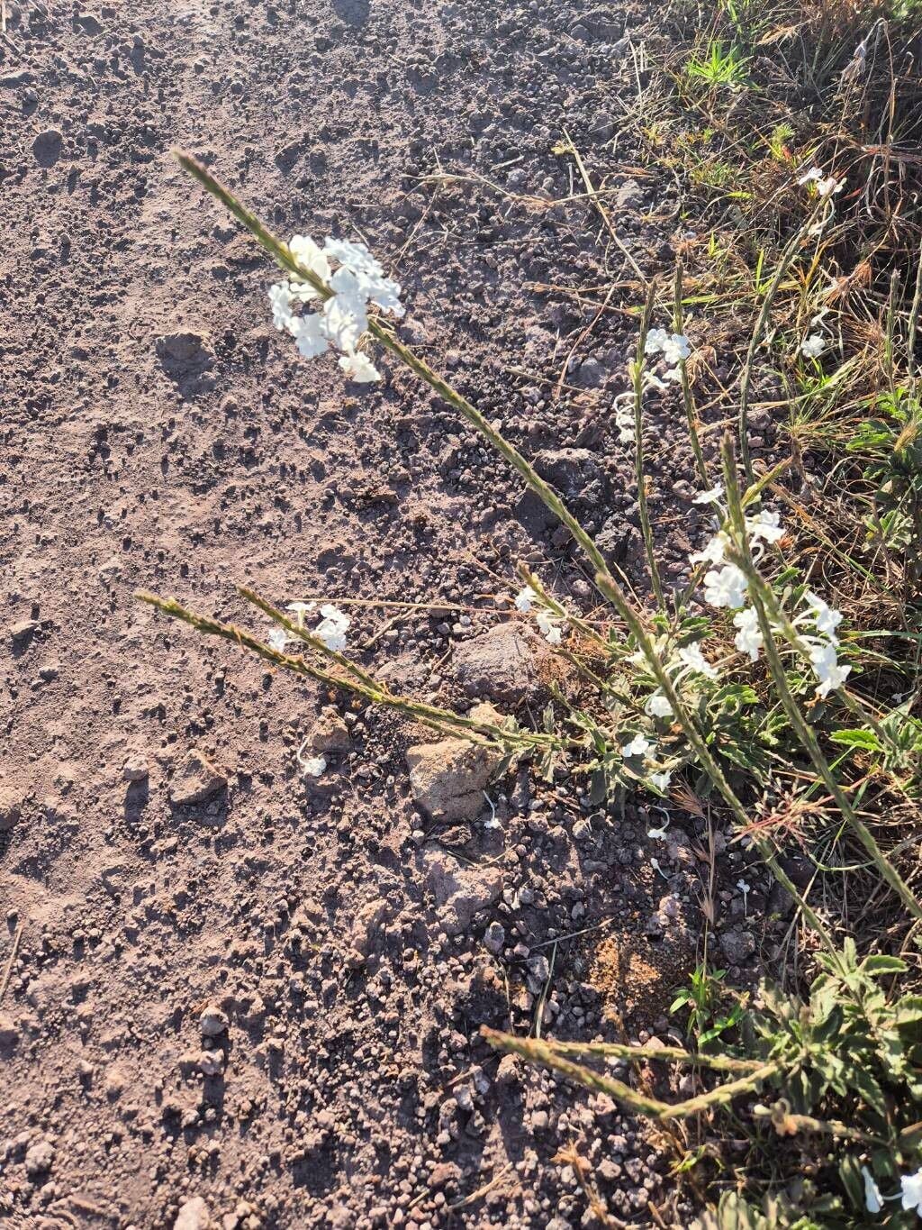 Chascanum hildebrandtii