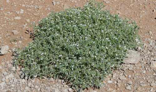 Chascanum incisum — photo