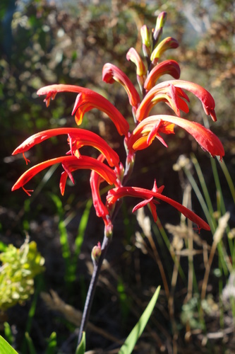 Chasmanthe aethiopica