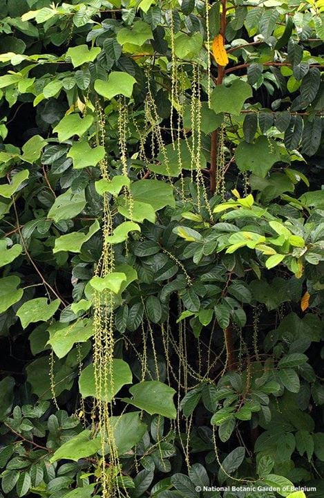 Chasmanthera dependens — photo
