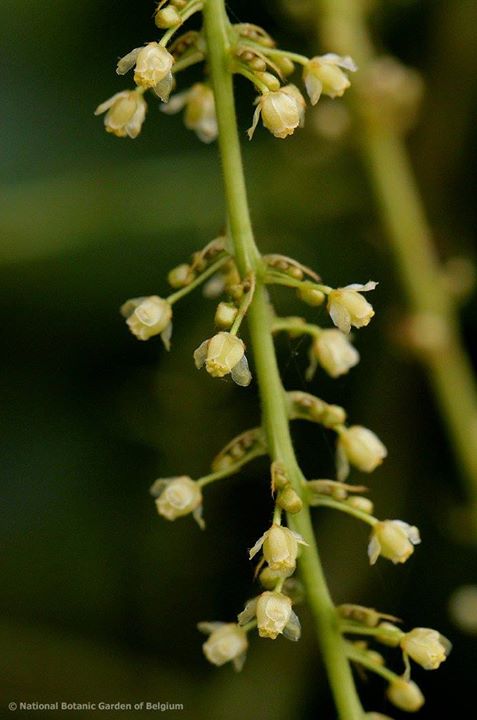 Chasmanthera welwitschii — photo