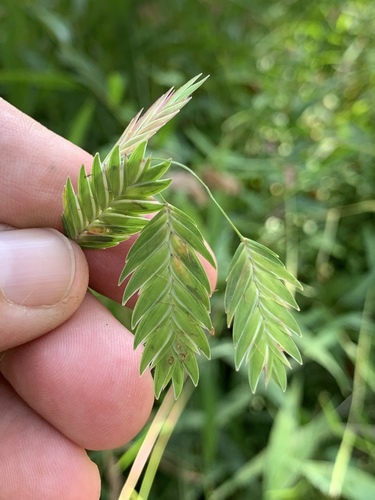 Chasmanthium latifolium (North American wild oats) — photo