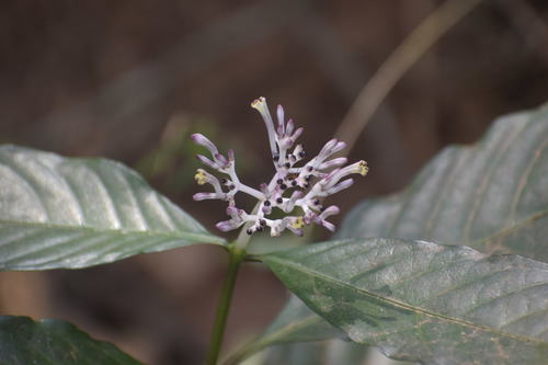 Chassalia curviflora — photo