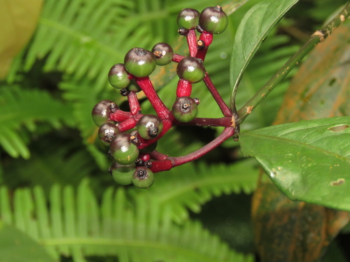 Chassalia curviflora — photo