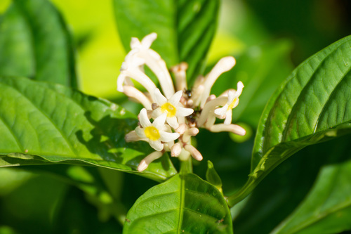 Chassalia curviflora