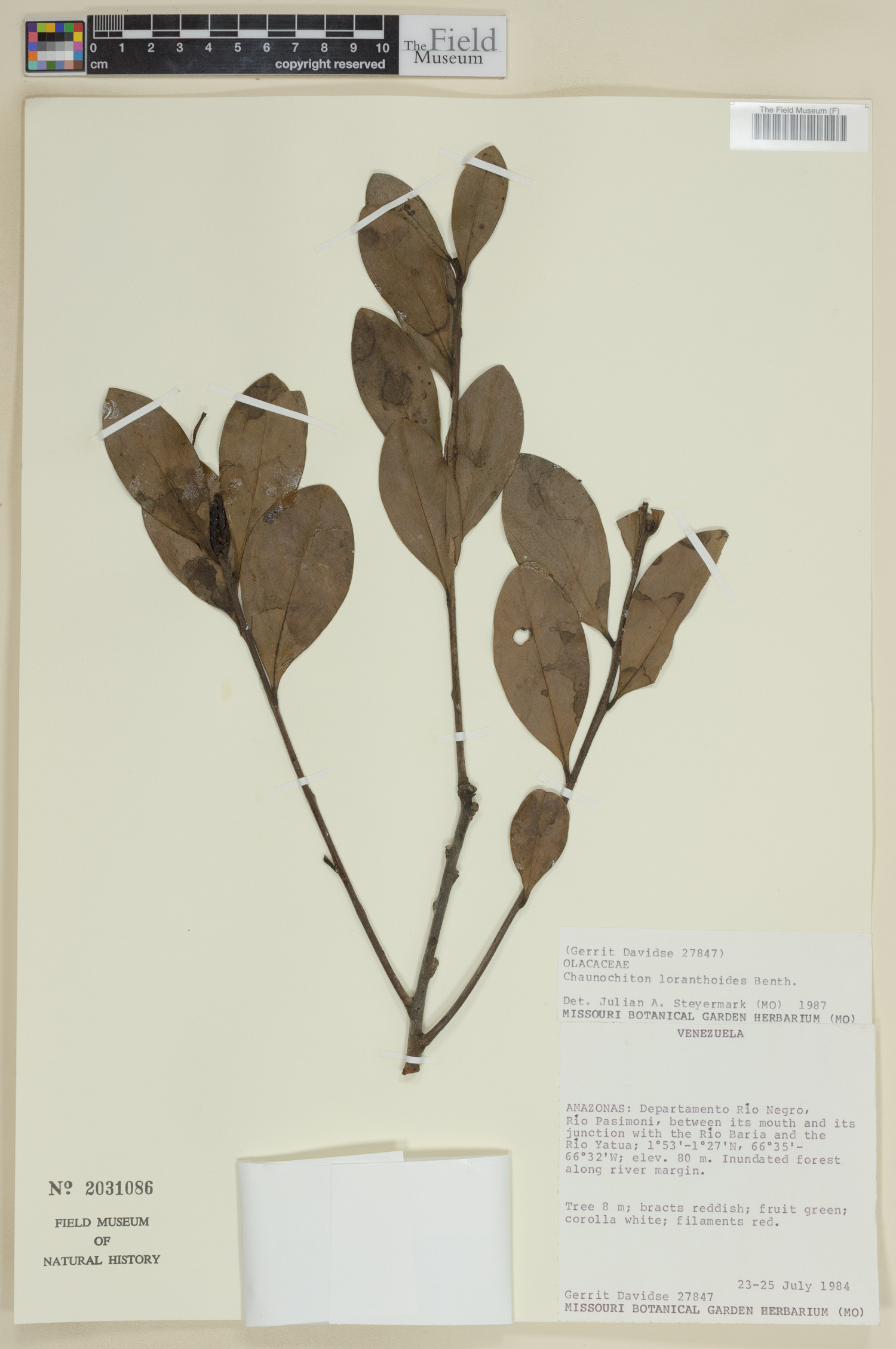 Chaunochiton loranthoides (American hog plum) — photo