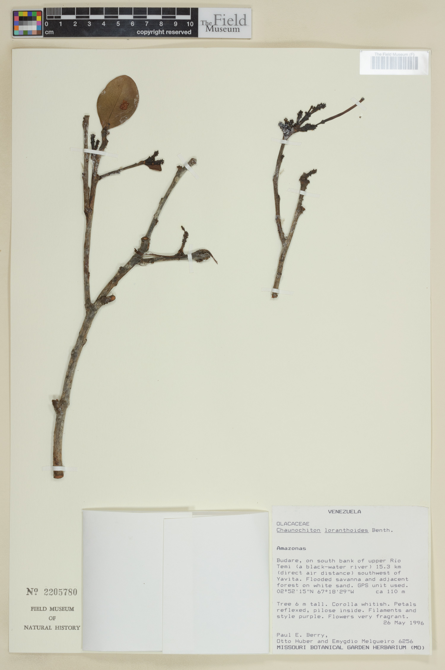 Chaunochiton loranthoides