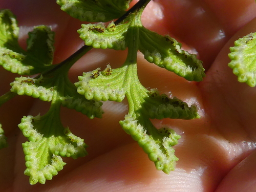 Cheilanthes capensis (Lip fern) — photo