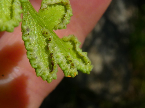 Cheilanthes capensis (Lip fern) — photo
