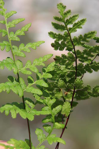 Cheilanthes capensis
