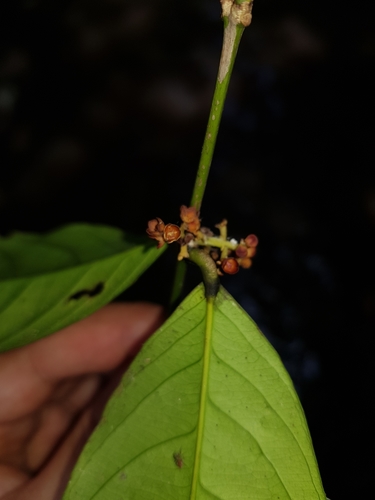 Cheiloclinium cognatum (Uarutama) — photo