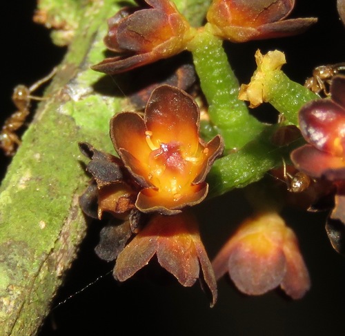 Cheiloclinium cognatum (Uarutama) — photo