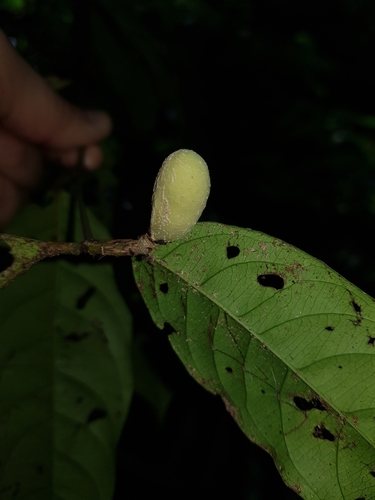 Cheiloclinium cognatum
