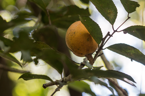 Cheiloclinium serratum — photo