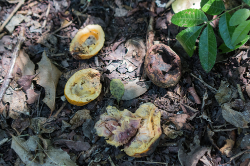 Cheiloclinium serratum — photo
