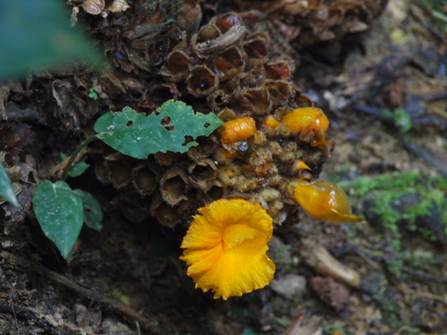 Cheilocostus globosus (Spiral ginger) — photo