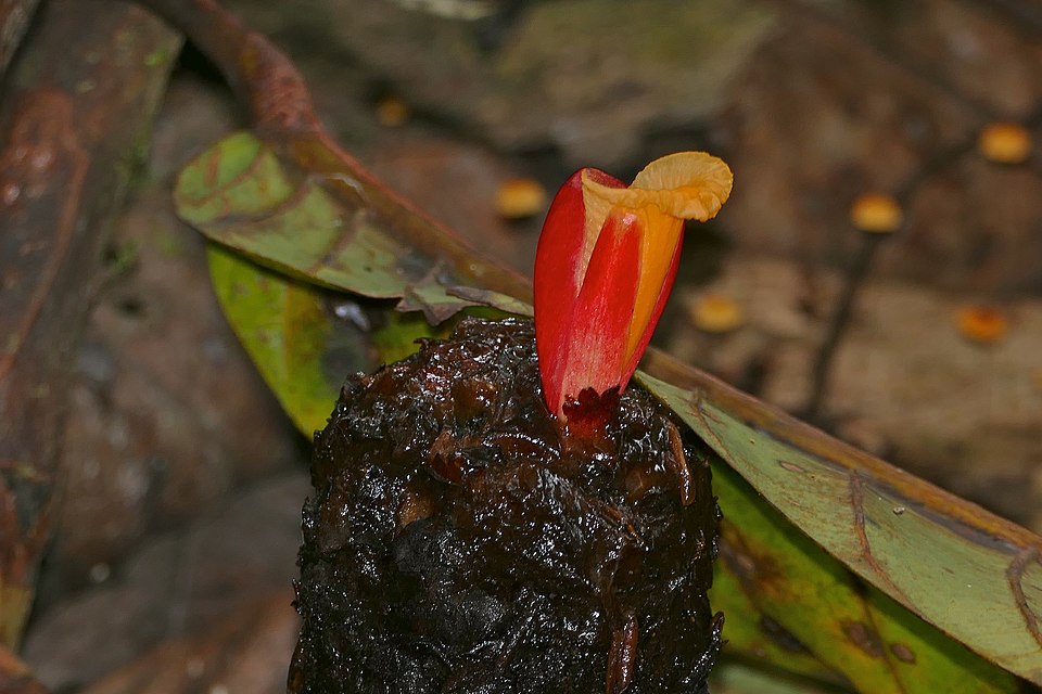 Cheilocostus globosus (Spiral ginger) — photo