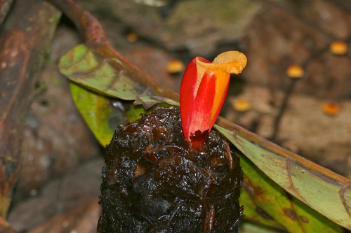 Cheilocostus globosus