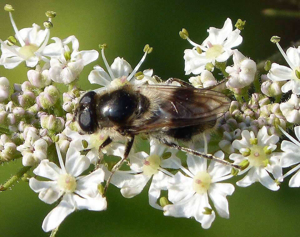 Cheilosa montana — photo