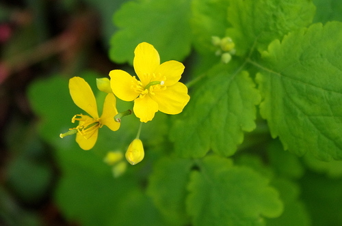 Chelidonium majus (Greater Celandine) — photo