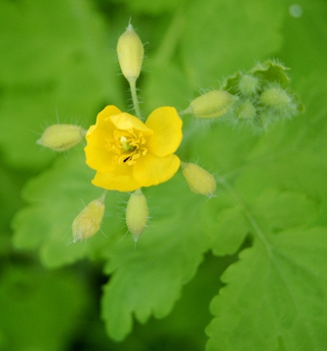 Chelidonium majus (Greater Celandine) — photo