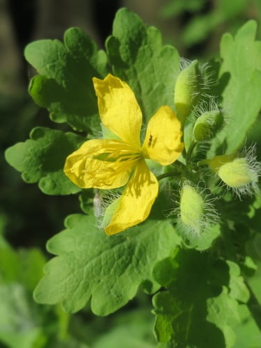 Chelidonium majus
