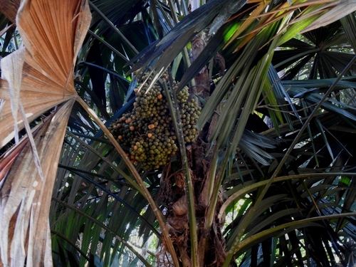 Chelyocarpus chuco — photo