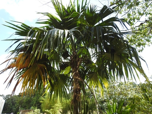Chelyocarpus chuco — photo