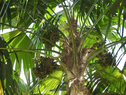 Chelyocarpus chuco