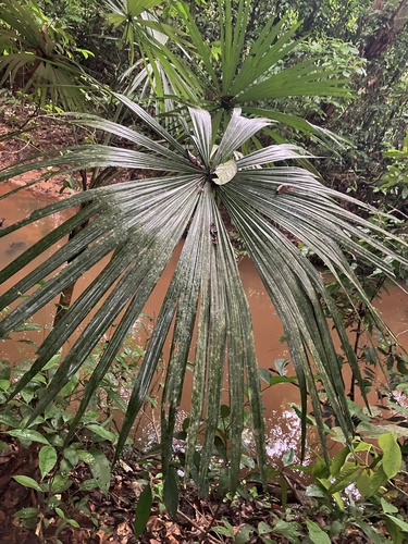 Chelyocarpus ulei (Xila) — photo