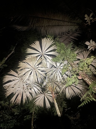 Chelyocarpus ulei