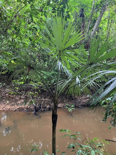 Chelyocarpus ulei (Xila) — photo