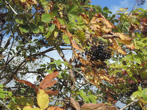 Chengiopanax sciadophylloides — photo