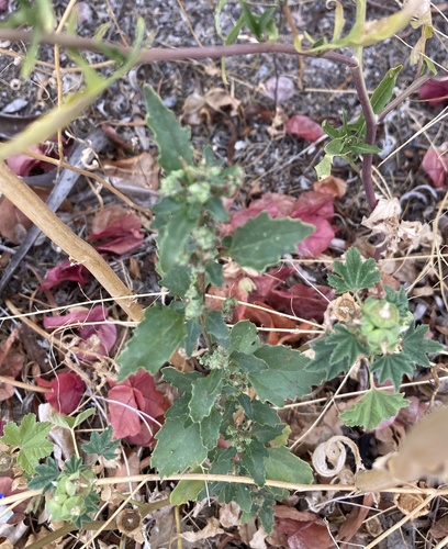 Chenopodiastrum murale (Nettleleaf Goosefoot) — photo