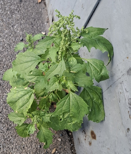 Chenopodiastrum murale (Nettleleaf Goosefoot) — photo