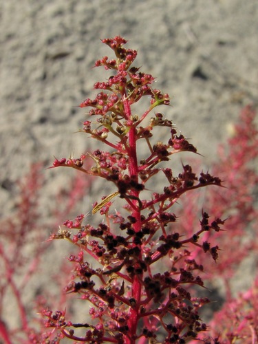 Chenopodium acuminatum (Jian tou ye li) — photo