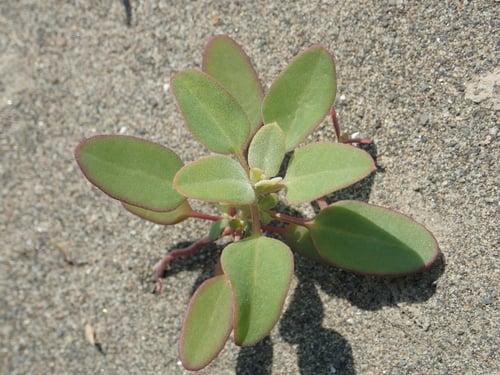 Chenopodium acuminatum