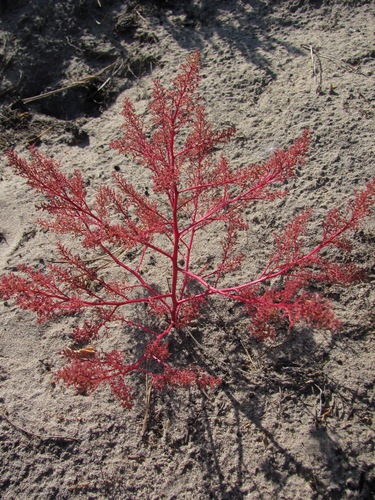 Chenopodium acuminatum (Jian tou ye li) — photo