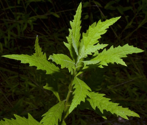 Chenopodium album (Fat hen) — photo