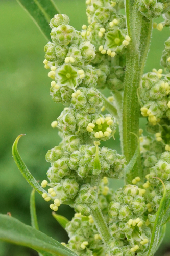 Chenopodium album subsp. iranicum