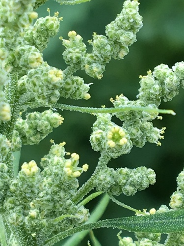Chenopodium album subsp. iranicum — photo