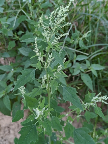 Chenopodium album subsp. iranicum — photo