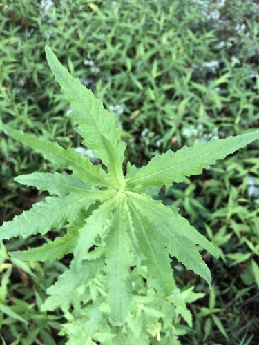 Chenopodium album (Fat hen) — photo
