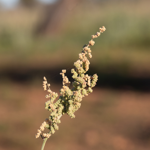 Chenopodium auricomum (Blue bush) — photo